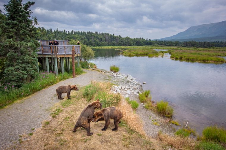 149 Katmai NP, bruine beren.jpg